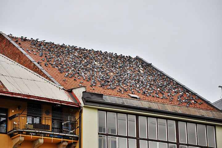A2B Pest Control are able to install spikes to deter birds from roofs in Wellington. 