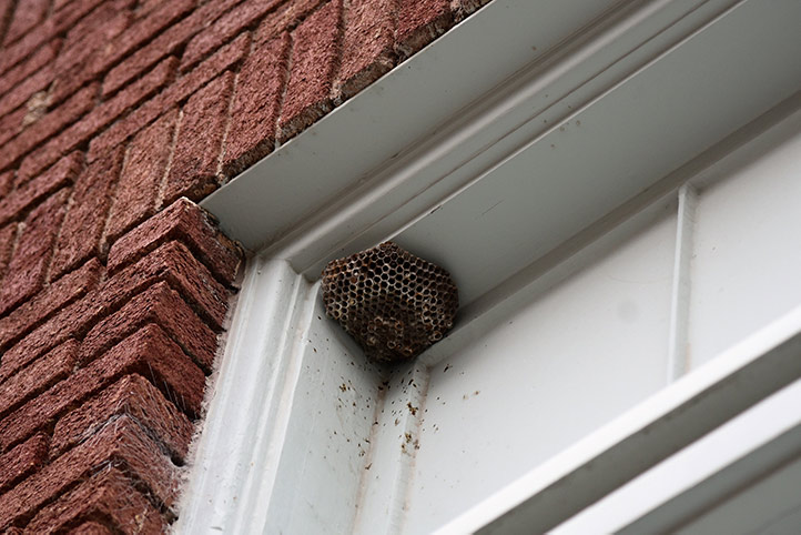 We provide a wasp nest removal service for domestic and commercial properties in Wellington.